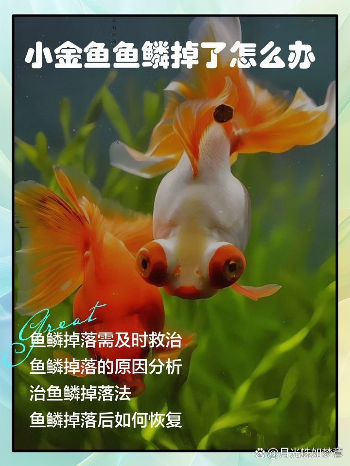 金魚鱗掉了會自愈嗎