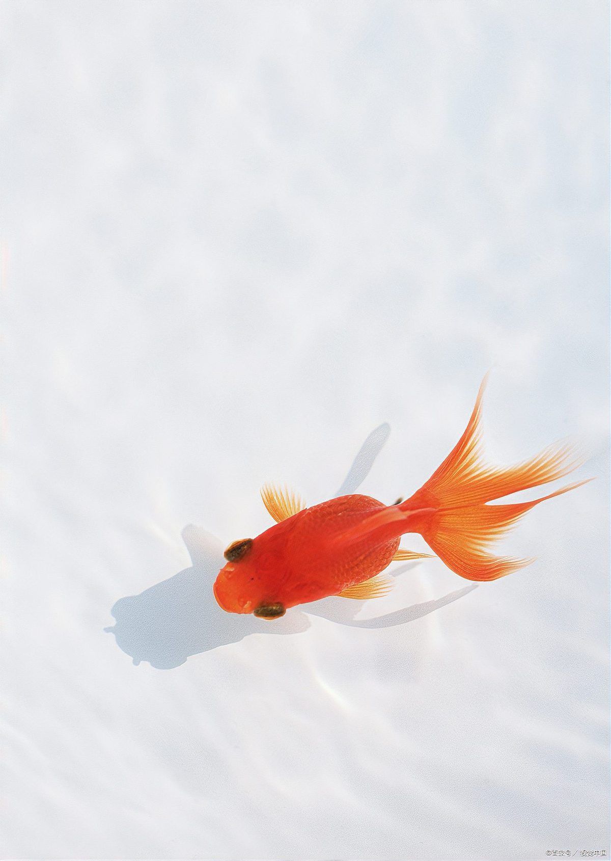 金魚鱗掉了會自愈嗎