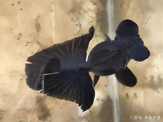 金魚鱗掉了會自愈嗎