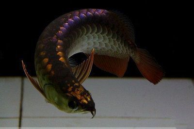 養龍魚要加海鹽嗎？（養龍魚是否需要加海鹽并沒有一個統一的答案）
