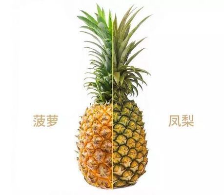 龍魚和菠蘿魚混養好處是什么：龍魚和菠蘿魚混養可以帶來一些好處