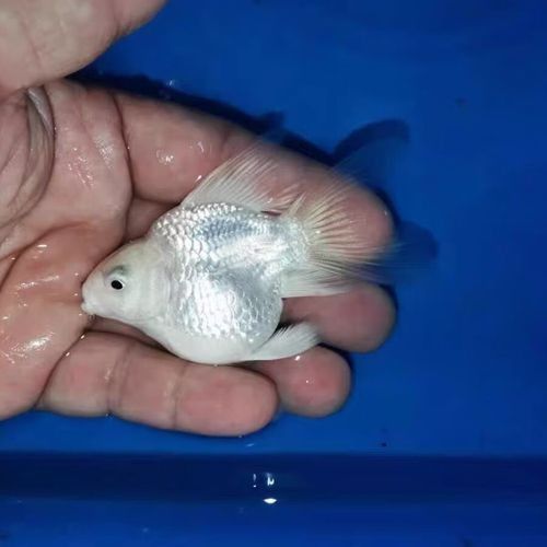 揭陽開水族店怎么樣？加盟祥龍魚場賣龍魚市場怎樣？