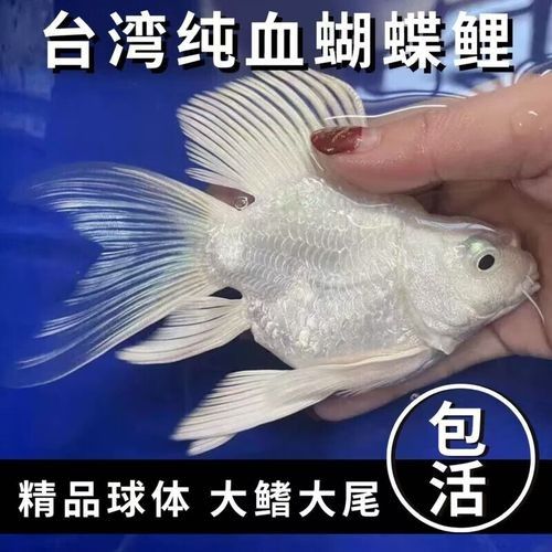 揭陽開水族店怎么樣？加盟祥龍魚場賣龍魚市場怎樣？
