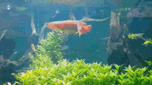 龍魚缸造景需要造景嗎，龍魚缸造景是必要的