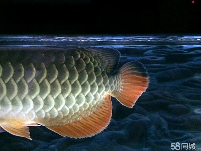 天全開水族店怎么樣？加盟祥龍魚場賣龍魚市場怎樣？