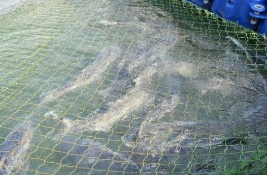 云和開水族店怎么樣？加盟祥龍魚場賣龍魚市場怎樣？