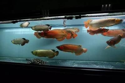 黑魚和龍魚混養好嗎：黑魚可以和龍魚混養嗎？