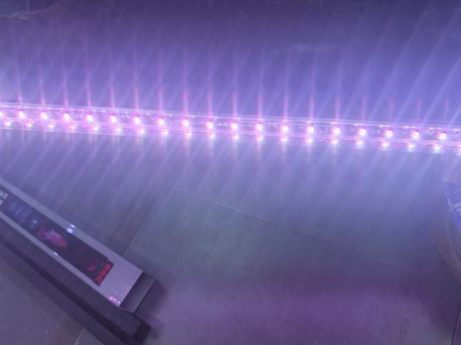 如何延長過背金龍魚燈的使用壽命？