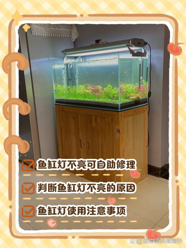 如何延長過背金龍魚燈的使用壽命？
