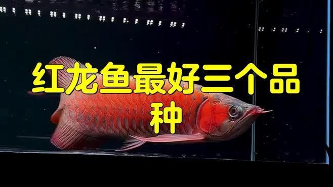 開陽開水族店怎么樣？加盟祥龍魚場賣龍魚市場怎樣？
