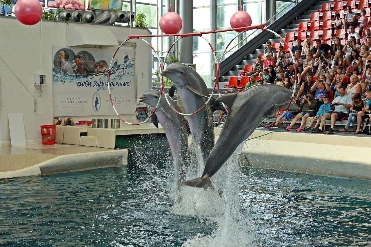 金龍魚混養(yǎng)幾條比較好一點(diǎn)的魚苗：金龍魚混養(yǎng)幾條比較好一點(diǎn)的魚苗呢