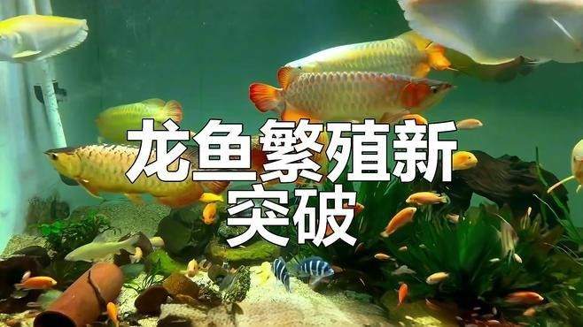 龍魚人工繁殖成功了嗎視頻