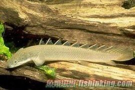 金恐龍魚能長多大