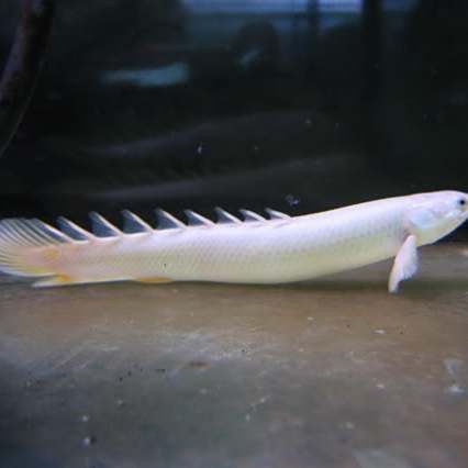 金恐龍魚能長多大