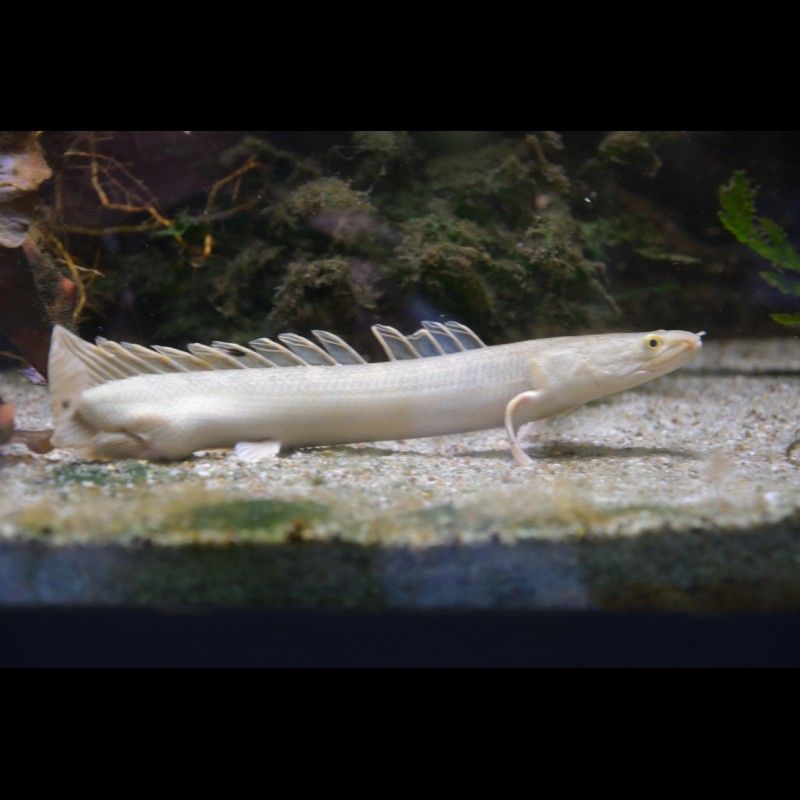 金恐龍魚能長多大