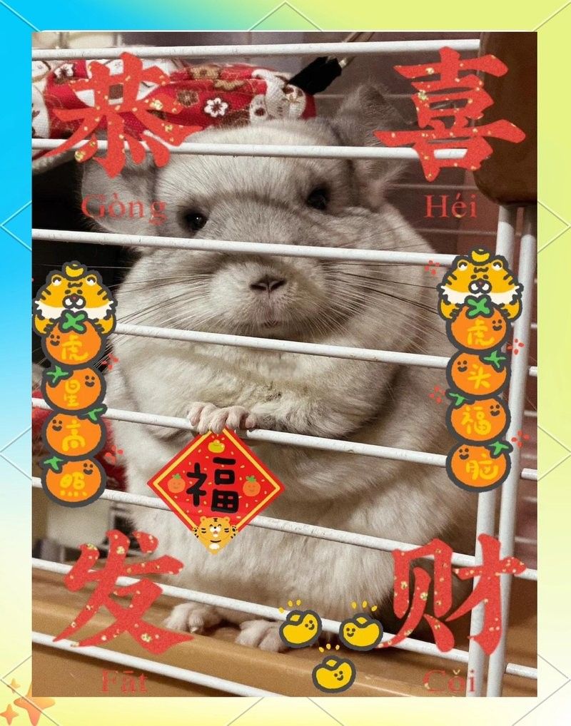 龍貓繁殖后多久可以再次懷孕？