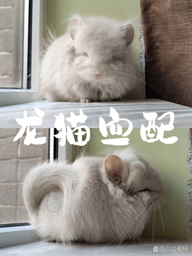 龍貓繁殖后多久可以再次懷孕？