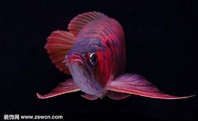 辣椒紅龍魚一般多少錢一條：辣椒紅龍魚一般多少錢一條辣椒紅龍魚一般多少錢一條