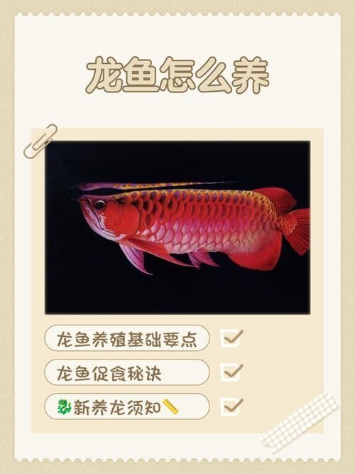 肇州開水族店怎么樣？加盟祥龍魚場賣龍魚市場怎樣？