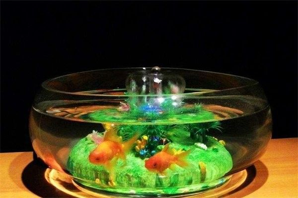 東風開水族店怎么樣？加盟祥龍魚場賣龍魚市場怎樣？