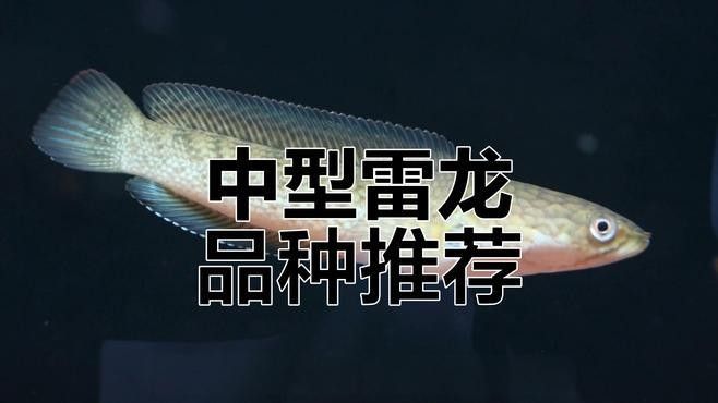 雷龍魚分類圖鑒大全及價格