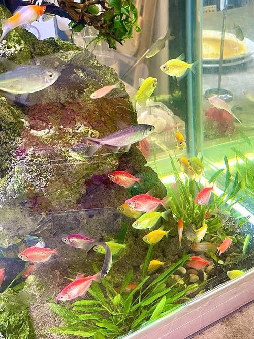 北海開(kāi)水族店怎么樣？加盟祥龍魚(yú)場(chǎng)賣(mài)龍魚(yú)市場(chǎng)怎樣？