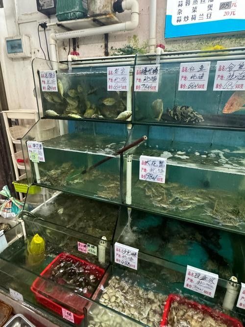 北海開(kāi)水族店怎么樣？加盟祥龍魚(yú)場(chǎng)賣(mài)龍魚(yú)市場(chǎng)怎樣？