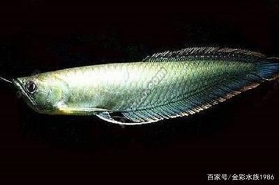 龍魚變黑色是什么原因：如何改善龍魚的生活環(huán)境