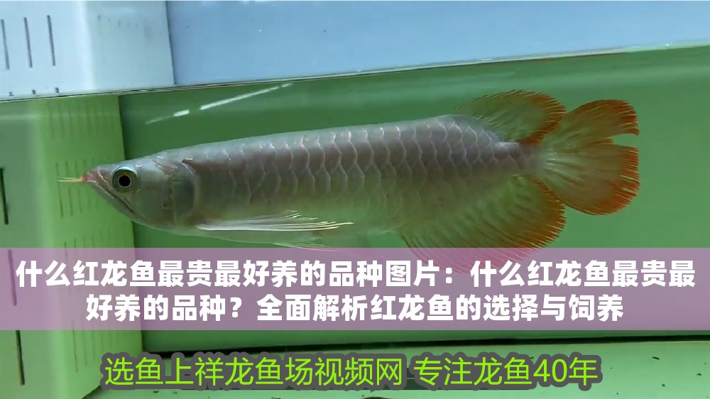 什么紅龍魚最貴最好養的品種圖片：什么紅龍魚最貴最好養的品種？全面解析紅龍魚的選擇與飼養