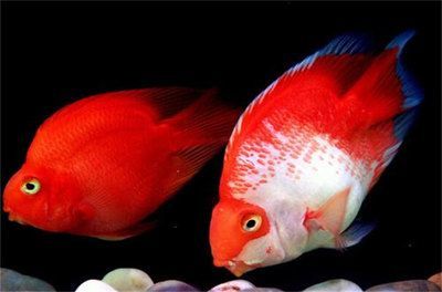 什么紅龍魚最貴最好養的品種圖片：什么紅龍魚最貴最好養的品種？全面解析紅龍魚的選擇與飼養