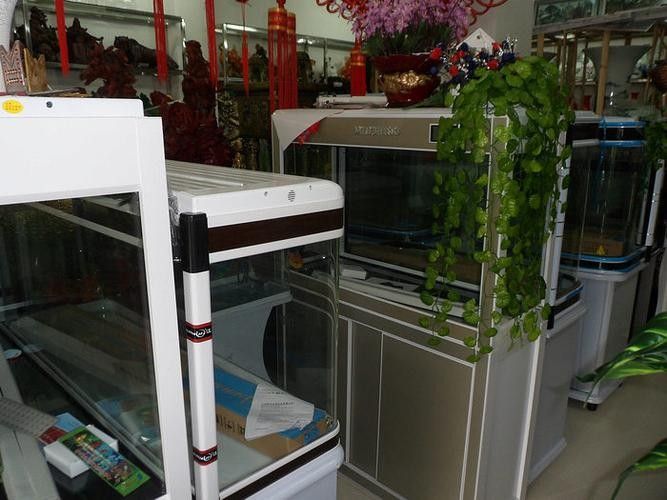 金寨開水族店怎么樣？加盟祥龍魚場賣龍魚市場怎樣？