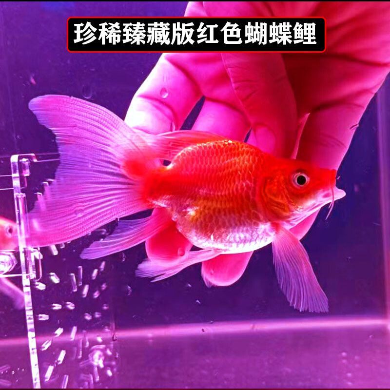 蝴蝶鯉和金龍魚混養嗎：蝴蝶鯉和金龍魚可以混養嗎