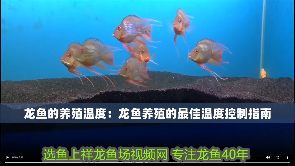 龍魚的養殖溫度：龍魚養殖的最佳溫度控制指南