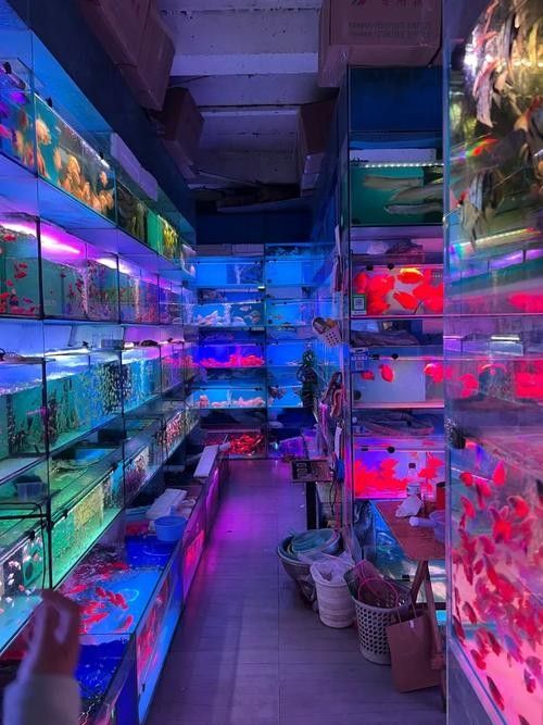 龍圩開水族店怎么樣？加盟祥龍魚場賣龍魚市場怎樣？