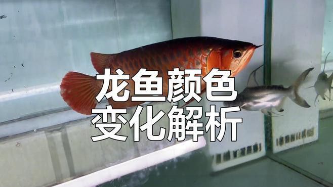 推薦幾款適合福龍魚發色的飼料