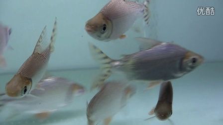 龍魚配飛鳳魚能繁殖嗎：龍魚和飛鳳魚的繁殖可能性不高，龍魚配飛鳳魚能繁殖嗎