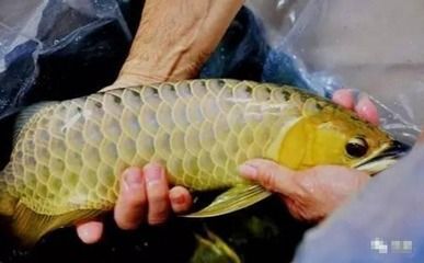 龍魚使用高錳酸鉀的方法（如何使用高錳酸鉀治療龍魚）