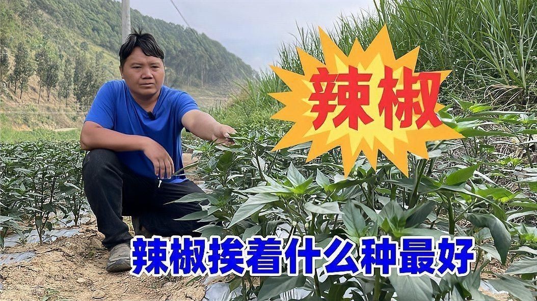辣椒和誰挨著種最好呢
