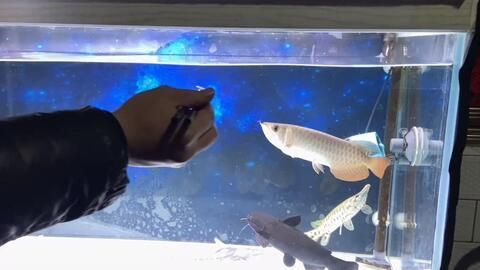 龍魚換新缸多久喂食：龍魚換新缸后多久喂食