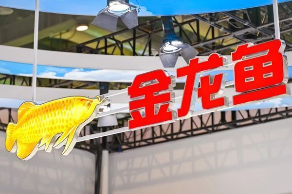 金龍魚的發展前景（金龍魚品牌優勢分析）