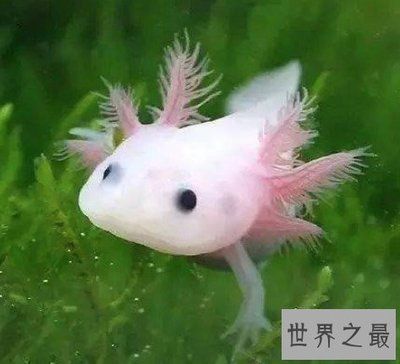 龍魚(yú)是否可以吃蝌蚪（龍魚(yú)可以吃蝌蚪嗎）