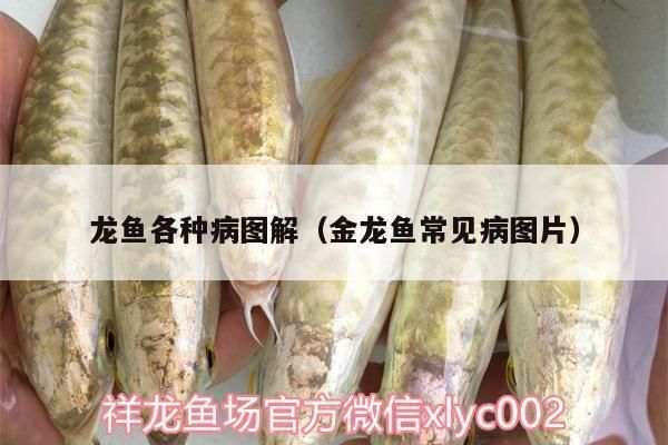 龍魚得病的表現圖片和癥狀視頻：治療腹水病的方法