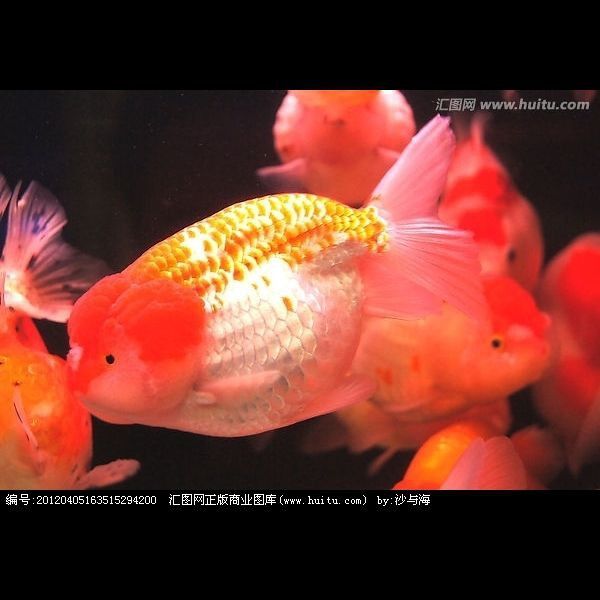 龍睛魚是兇魚還是吉魚