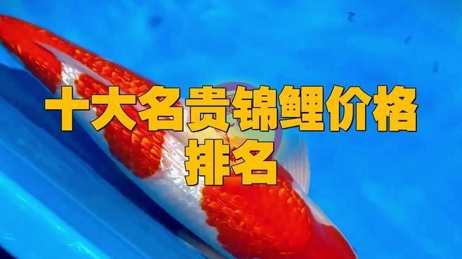鯉魚最貴三個品種