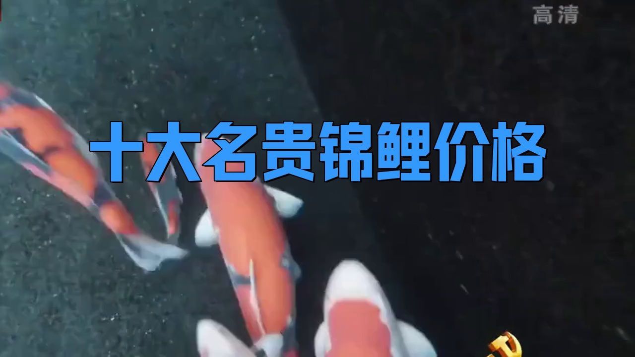 鯉魚最貴三個品種
