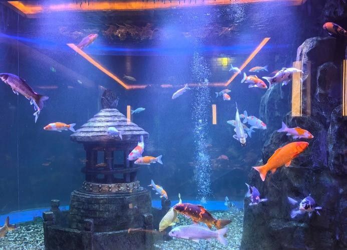 淮陽開水族店怎么樣？加盟祥龍魚場賣龍魚市場怎樣？