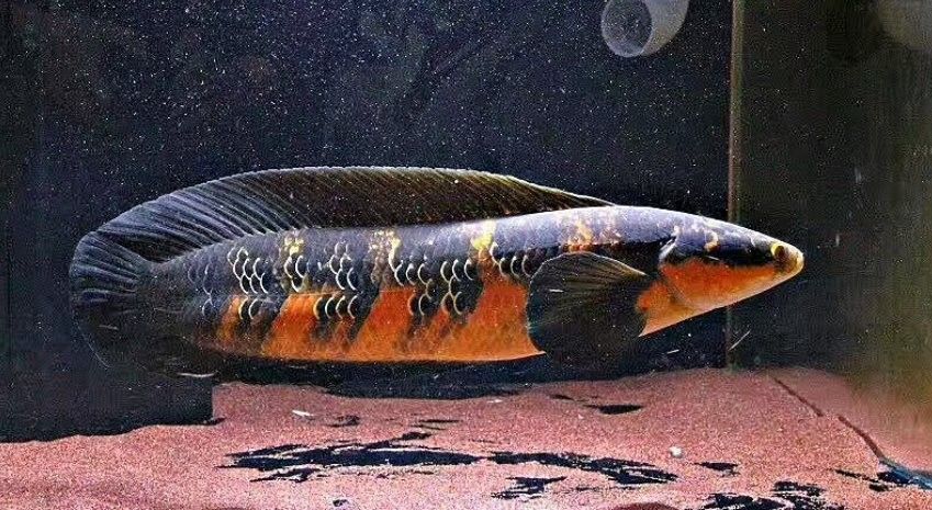 雷龍和金龍魚混養可以嗎 雷龍和金龍魚混養可以嗎 龍魚百科 第1張