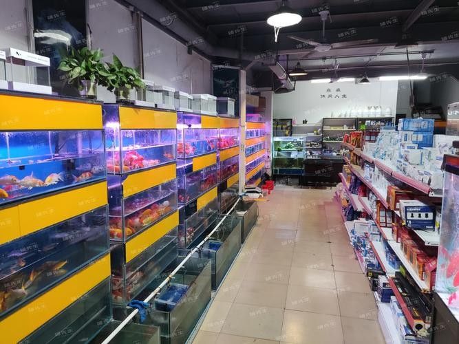 岳塘開水族店怎么樣？加盟祥龍魚場賣龍魚市場怎樣？