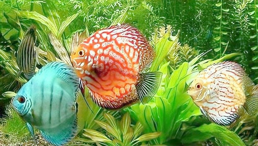 岳塘開水族店怎么樣？加盟祥龍魚場賣龍魚市場怎樣？