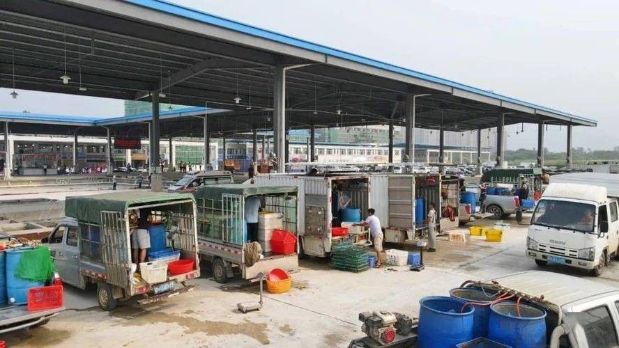 肇慶開水族店怎么樣？加盟祥龍魚場賣龍魚市場怎樣？